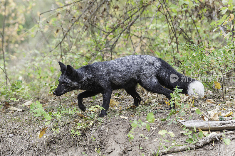 银狐是一种黑色的形式的红狐(Vulpes Vulpes)。银狐的皮毛变化很大。有些是完全光滑的黑色，除了尾巴尖端的白色颜色，使它们的外观有点银色。